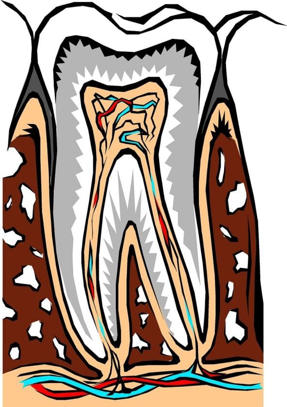 Siertsema-Baron A E tandartsen