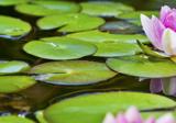 Lotus Hypnotherapie Ervaren Praktijk Alternatieve Geneeswijze