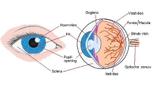 Optiek Ogenblikje Brillen & Contactlenzen instellingen voor opticien