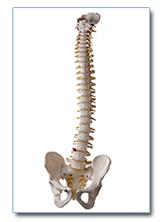 Osteopathie de Keyser instellingen voor osteopaat